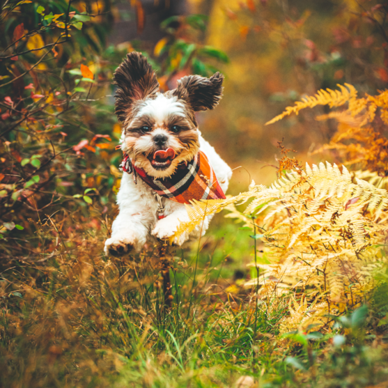 mal-shi teddy bear dog running